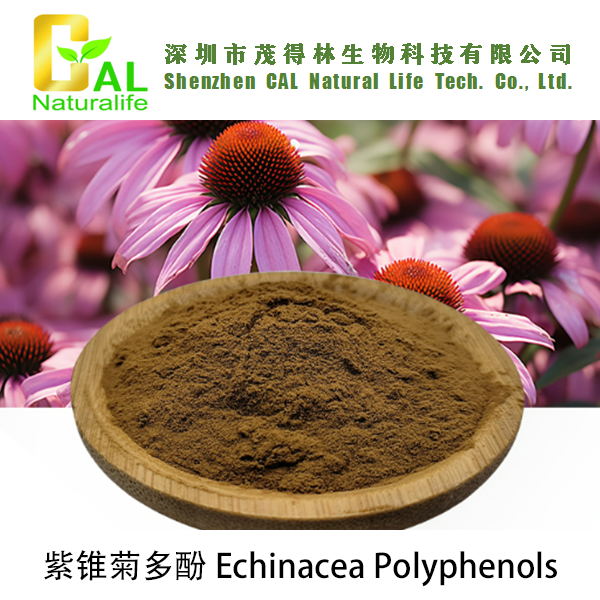 Echinacea Extract (紫锥菊提取物)