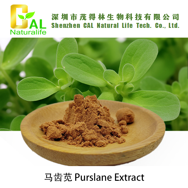 Purslane Extract (马齿苋提取物)
