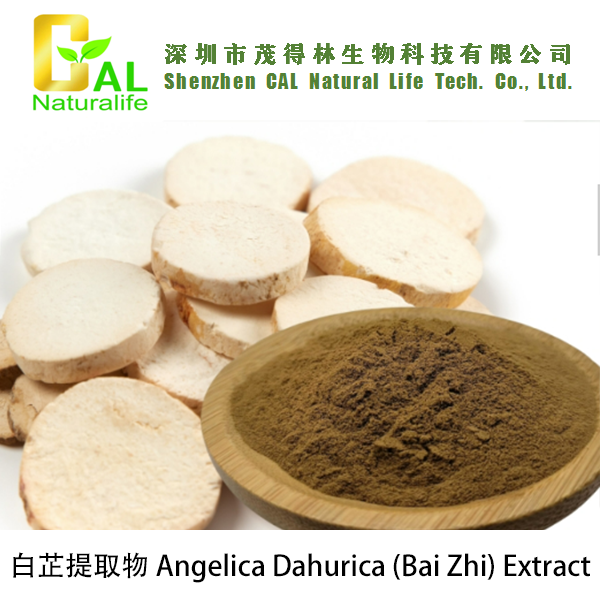 Angelica Dahurica (Bai Zhi) Extract (白芷提取物)