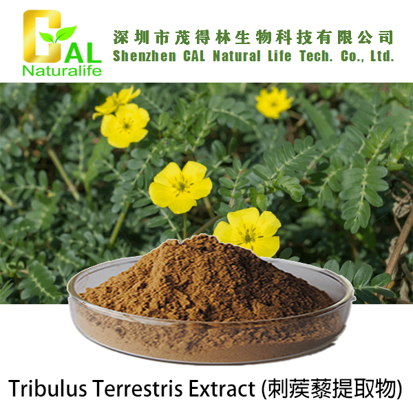 Tribulus Terrestris Extract (刺蒺藜提取物