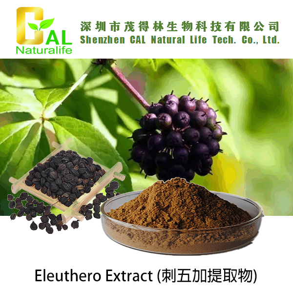Eleuthero Extract (刺五加提取物)