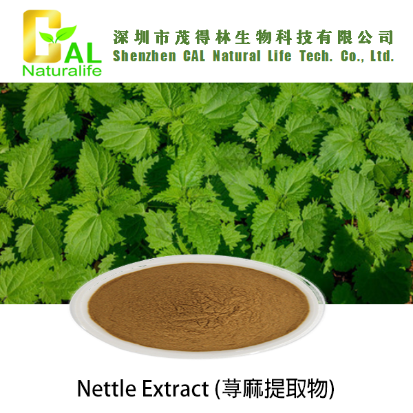 Nettle Extract (荨麻提取物)