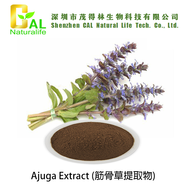 Ajuga Extract (筋骨草提取物)