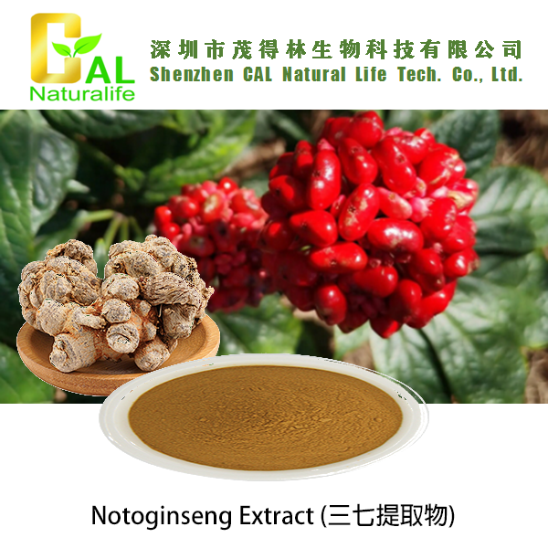 Notoginseng Extract (三七提取物