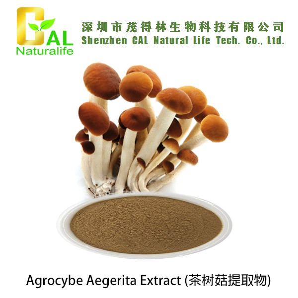 Agrocybe Aegerita Extract (茶树菇提取物)