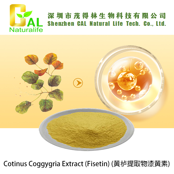 Cotinus Coggygria Extract (Fisetin) (黄栌提取物漆黄素)